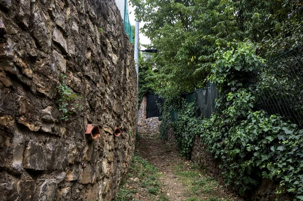 Trail in a grove bordered by walls covered by ivy