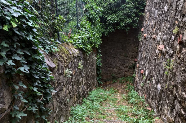 Narrow Trail Stone Walls Covered Ivy Grove — Photo