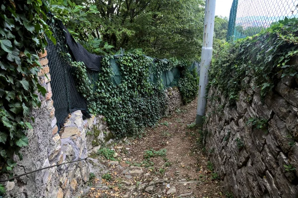 Trail in a grove bordered by walls covered by ivy