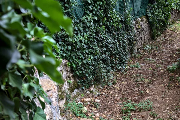 Trail in a grove bordered by walls covered by ivy