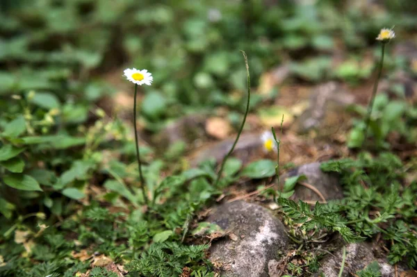 Gänseblümchen Auf Nacktem Boden Aus Der Nähe Gesehen — Stockfoto