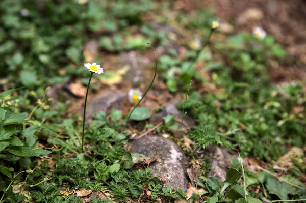 Gänseblümchen Auf Nacktem Boden Aus Der Nähe Gesehen — Stockfoto