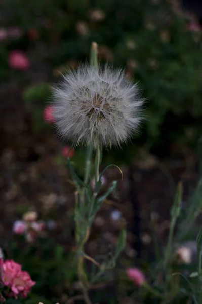 Dente Leone Gigante Con Fiori Sullo Sfondo Visto Vicino — Foto Stock