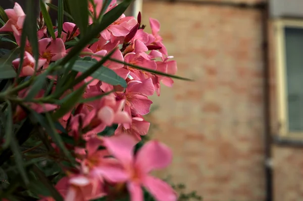 Oleander Blüht Auf Einer Ziegelmauer — Stockfoto