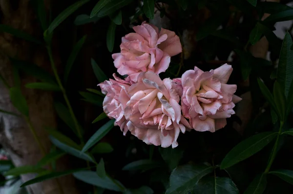 Rosas Flor Sombra — Fotografia de Stock