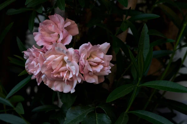 Цветущие Розы Тени — стоковое фото