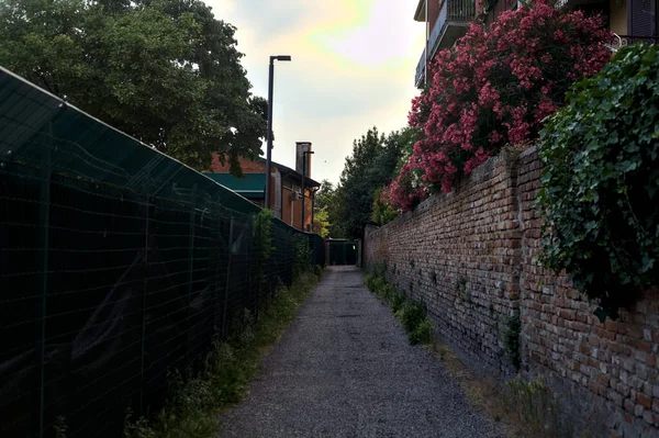 Alley Bordered Brick Wall Blooming Oleanders Sunset — Foto de Stock