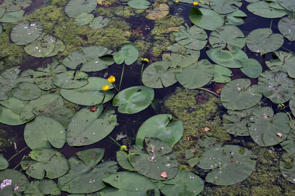 Lilly Almofadas Lago Pôr Sol — Fotografia de Stock