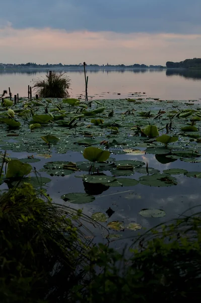 Lake at sunset with lily pads on the water
