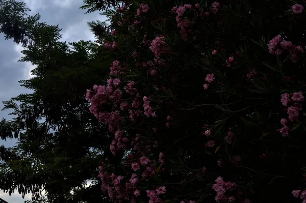 Pink Oleander Bloom Sunset Sky Background — Foto de Stock