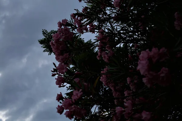 Pink Oleander Bloom Sunset Sky Background — Stock Photo, Image