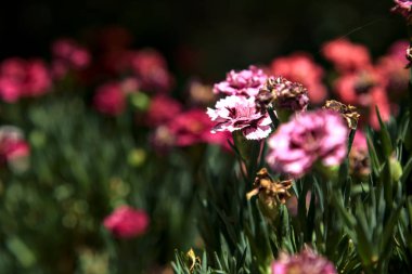 Bir vazoda pembe ve mor karanfiller. Yakından görülüyor.