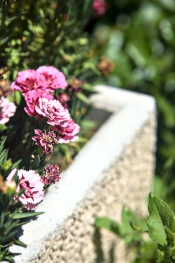 Bir vazoda pembe ve mor karanfiller. Yakından görülüyor.