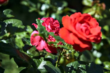 Güneşli bir günde açan kırmızı güller yakından görülüyor.