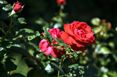 Güneşli bir günde açan kırmızı güller yakından görülüyor.