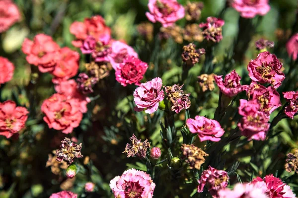 stock image Pink and purple carnations in a vase seen up close