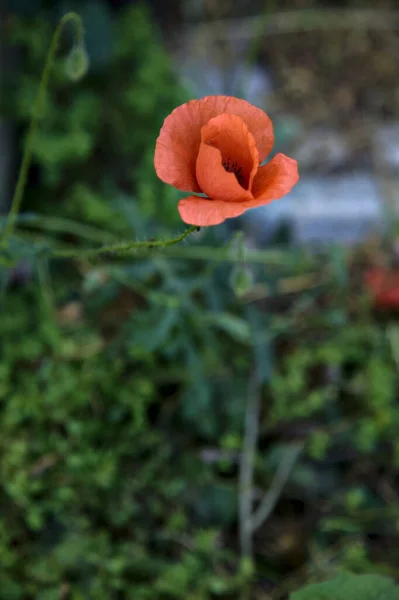 Poppy Seu Caule Com Grama Como Fundo — Fotografia de Stock