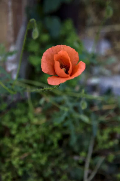 Poppy Its Stem Grass Background — 스톡 사진
