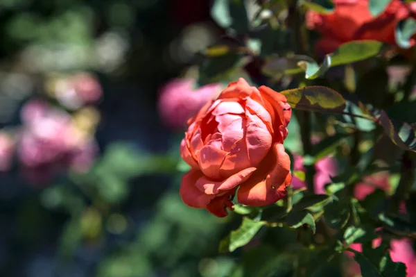 艳阳天 红玫瑰盛开 近在咫尺 — 图库照片