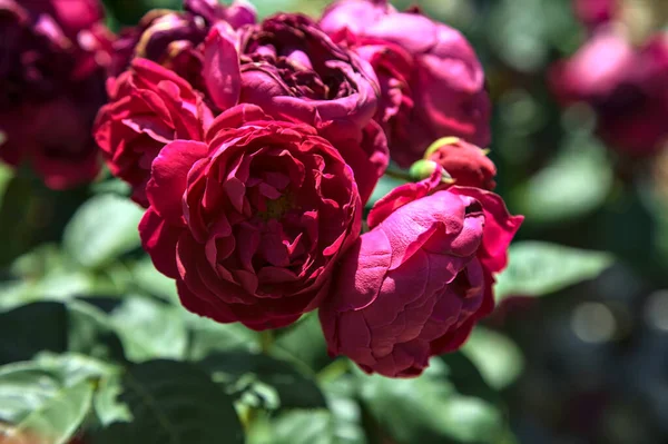 Багровые Розы Распускаются Солнцем — стоковое фото