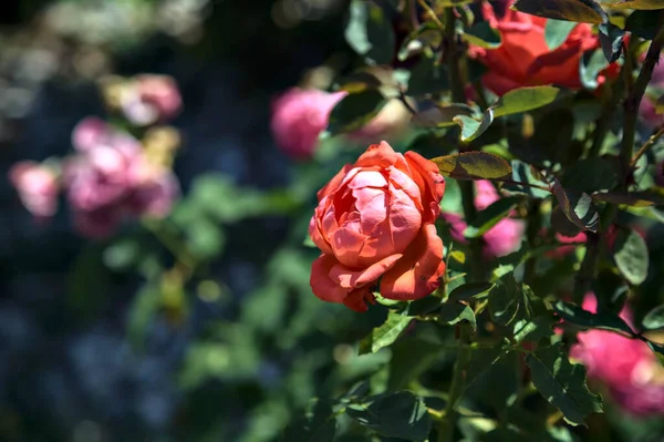 艳阳天 红玫瑰盛开 近在咫尺 — 图库照片