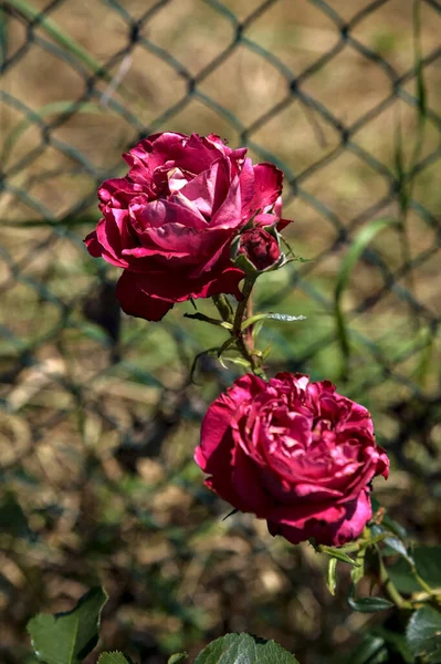 Crimson Old Roses Bloom Sun Seen Close — Stock Photo, Image