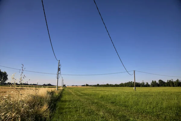 Wheat Field Tree Next Uncultivated Field Sunny Day — Stock Photo, Image