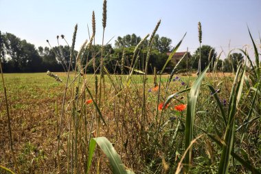 Güneşli bir günde, bitkilerin ve gelinciklerin arasından görünen ağaçlarla biçilmiş tarlalar.