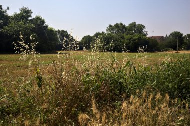 Güneşli bir günde, bitkilerin ve gelinciklerin arasından görünen ağaçlarla biçilmiş tarlalar.