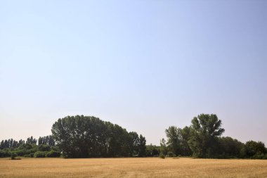 Açık bir yaz gününde, bir ormanla çevrili çimenli buğday tarlaları.