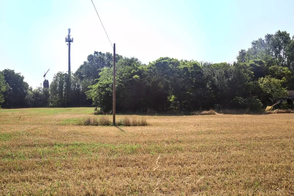 Mowed Wheat Field Groves Wooden Pylons Clear Day — Fotografia de Stock