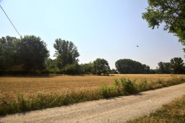 Kırsal kesimde güneşli bir günde bir tarlanın yanında toprak yol ve bir koru.