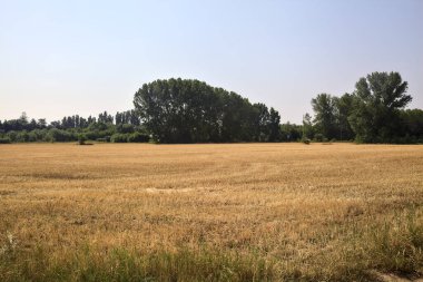 Açık bir yaz gününde, bir ormanla çevrili çimenli buğday tarlaları.