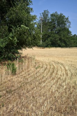 Mowed wheat field with groves on it bordered by a forest on a clear day in summer