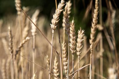 Güneşli bir günde yakından görülen buğday kulakları