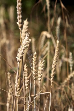 Güneşli bir günde yakından görülen buğday kulakları