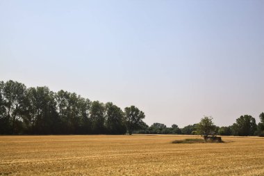 Güneşli bir günde etrafı ormanla çevrili buğday tarlasında küçük bir ağaç.