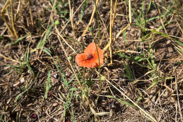 Poppy Crescendo Campo Trigo Ceifado Visto Perto — Fotografia de Stock