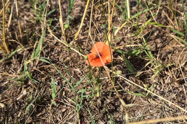 Poppy Rośnie Skoszonym Polu Pszenicy Widzianym Bliska — Zdjęcie stockowe