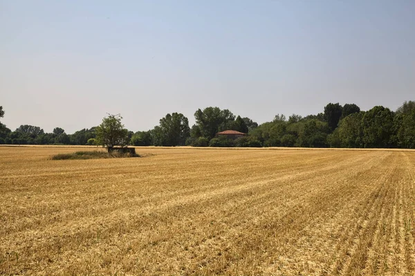 Small Tree Mowed Wheat Field Surrounded Forest Sunny Day — Stockfoto