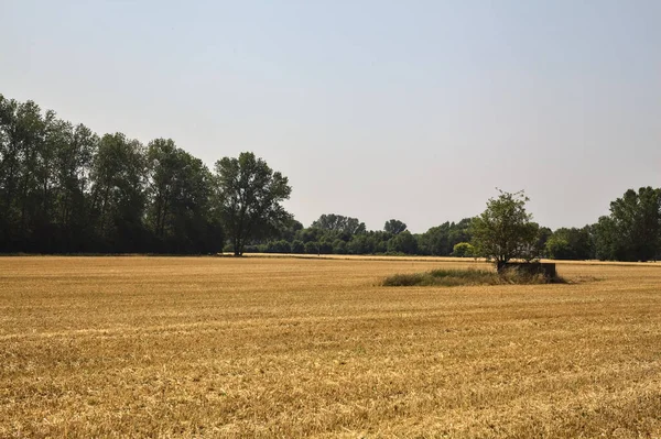 Small Tree Mowed Wheat Field Surrounded Forest Sunny Day — ストック写真