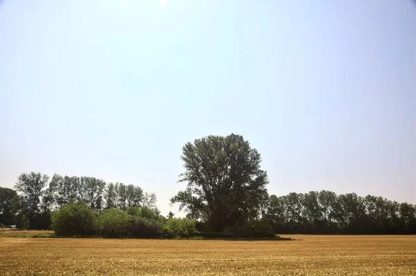 Mowed Wheat Field Groves Bordered Forest Clear Day Summer — Photo