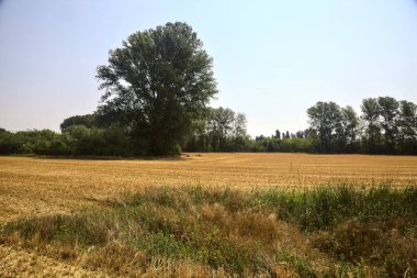 Güneşli bir günde ağaçlarla biçilmiş buğday tarlası