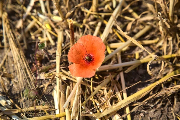 Poppy Growing Mowed Wheat Field Seen Close — Stockfoto