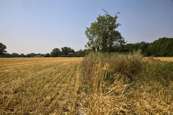 Small Tree Mowed Wheat Field Surrounded Forest Sunny Day — Photo