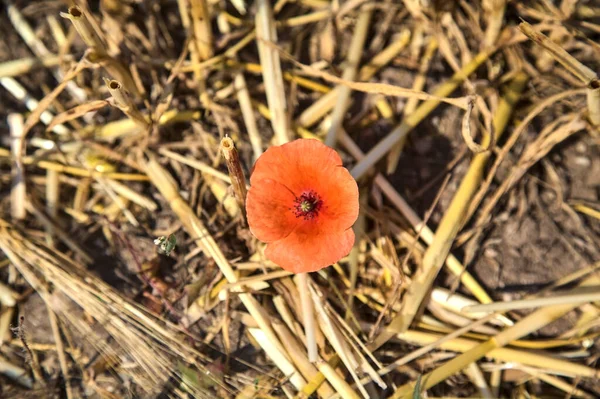 Poppy Growing Mowed Wheat Field Seen Close — ストック写真