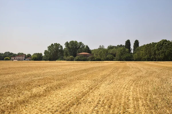 Güneşli Bir Günde Uzakta Bir Kır Evi Olan Buğday Tarlası — Stok fotoğraf