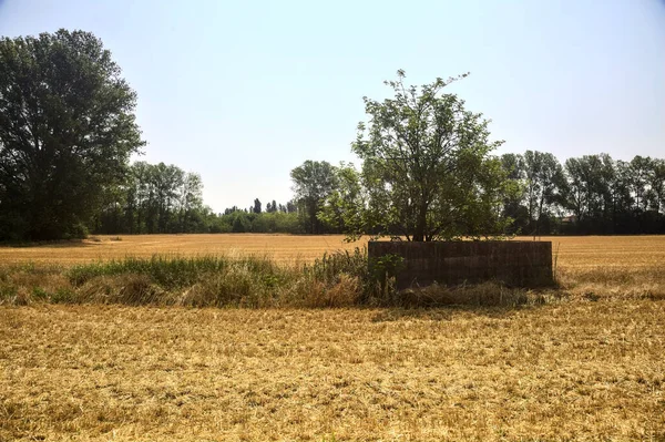 Small Tree Mowed Wheat Field Surrounded Forest Sunny Day — Fotografia de Stock