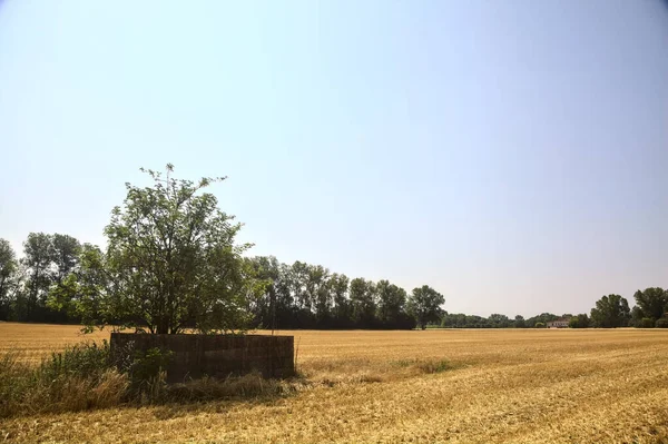 Small Tree Mowed Wheat Field Surrounded Forest Sunny Day — Stock Photo, Image