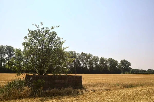 Small Tree Mowed Wheat Field Surrounded Forest Sunny Day — Photo